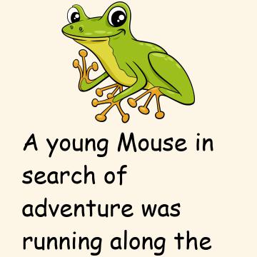 A Frog & A Mouse