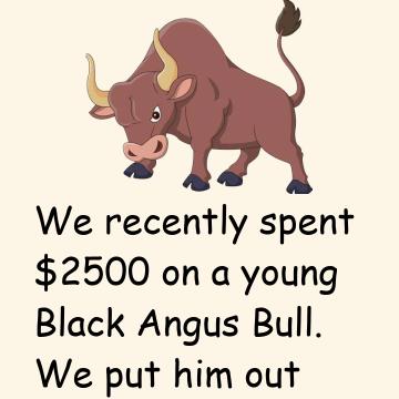 Horny Bull