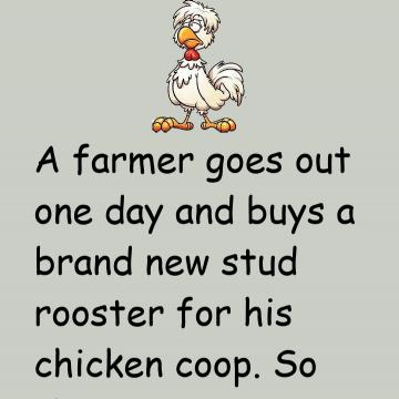 Ok, Old Rooster, Time To Retire