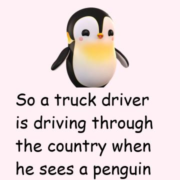 Penguin And Truck Driver