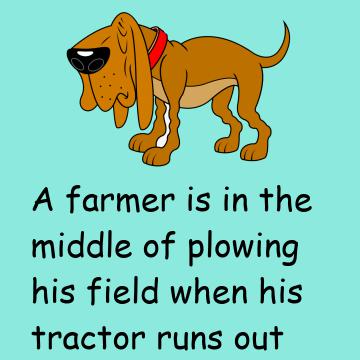 The Amazing Dog And Its Special Collar