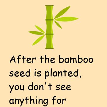 The Chinese Bamboo