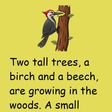 Two Tall Trees A Birch And A Beech