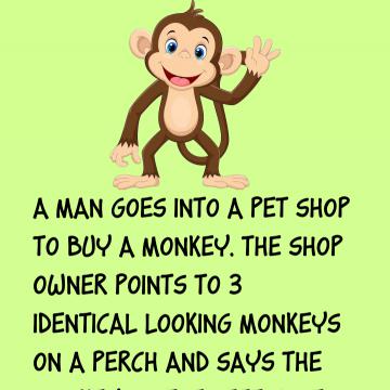 A Man Goes Into A Pet Shop To Buy A Monkey