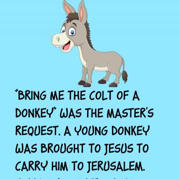A Young Donkey Was Brought To Jesus