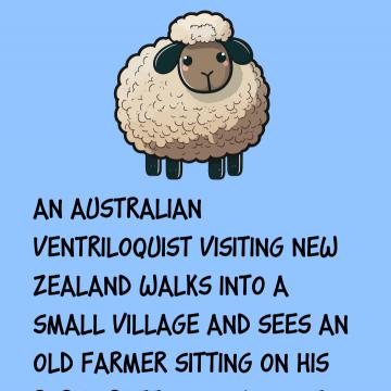 Lying Sheep