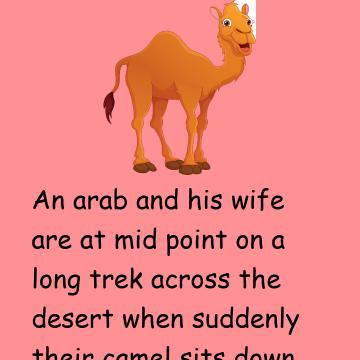 The Camel Refused To Budge