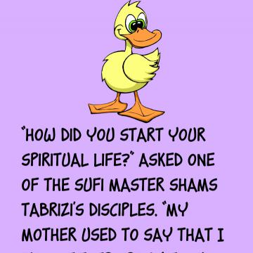 The Cat And The Duck Story