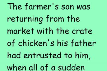 The Chickens