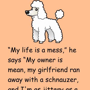 The Poodle Complains His Life Is A Mess